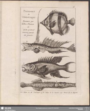 26 Poissons de l'Amerique. Dessinéz par le Pere Plumier et qu'on pretend n'avoir jamais eté gravéz