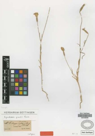 Agrostemma gracilis Boiss. [isotype]
