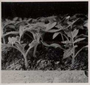 Bad Godesberg, Gärtnerische Versuchsanstalt, Die Junggemüsepflanze, Tomaten-Jungpflanzen verstopft
