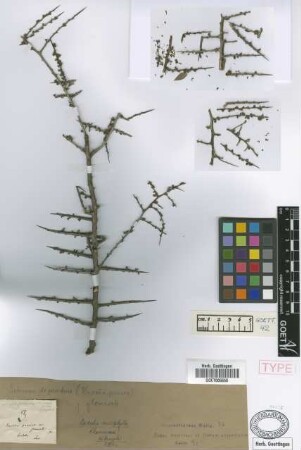 Duvaua praecox Griseb. var. Griseb. glomerata[syntype]