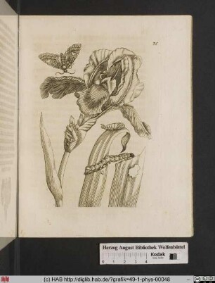 Blaue Lilien /oder Garteniris / Iris hortensis, latifolia.