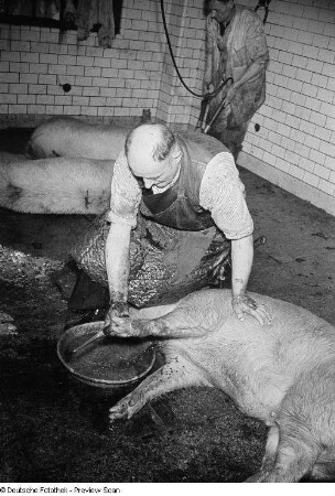Reinigung der toten Schweine