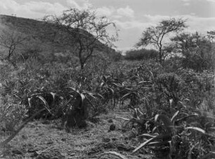 Aloe-Pflanzen : Strauch- und Buschvegetation. Am Boden viele Aloe-Pflanzen