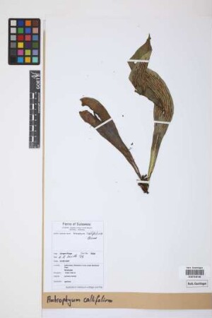 Antrophyum callifolium Blume