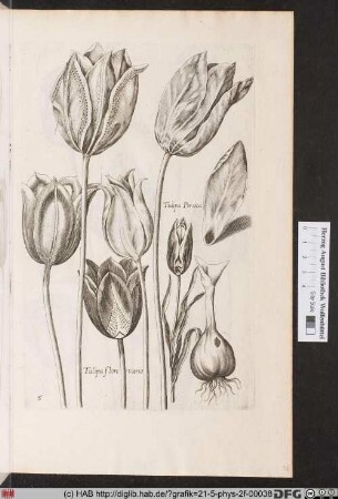 [Tulpen]