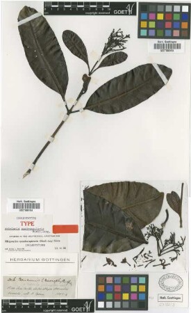 Ambelania quadrangularis Muell.Arg. [isolectotype]