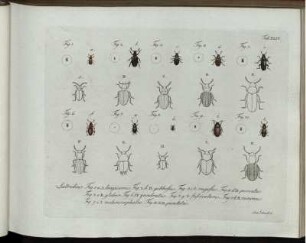 [2], Theil 5, Taf: Natursystem aller bekannten in- und ausländischen Insekten als eine Fortsezzung der von Büffonschen Naturgeschichte: Nach dem System des Ritters Carl von Linne bearbeitet. [2]. Der Käfer ... Theil. Theil 5, Taf