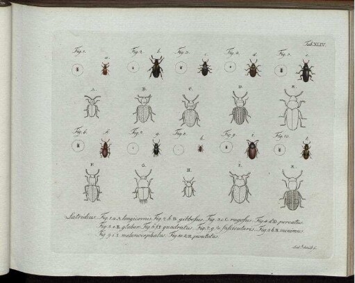 [2], Theil 5, Taf: Natursystem aller bekannten in- und ausländischen Insekten als eine Fortsezzung der von Büffonschen Naturgeschichte: Nach dem System des Ritters Carl von Linne bearbeitet. [2]. Der Käfer ... Theil. Theil 5, Taf