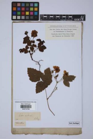 Rubus arcticus L.