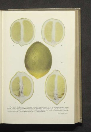 Fig. 149. A-D