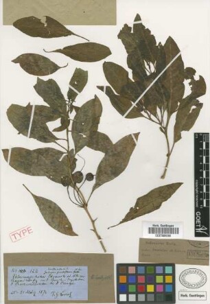 Acnistus australis (Griseb.) Griseb. var. grandiflorus Griseb.[syntype]