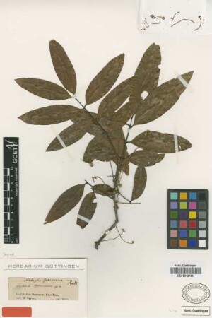 Cupania spruceana Benth. [isotype]