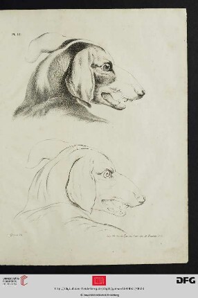 Pl. IX [Hundeköpfe (Schraffur u. Kontur; nach Desportes)]