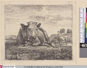 [Wiederkäuende Kuh; Recumbent Cow]