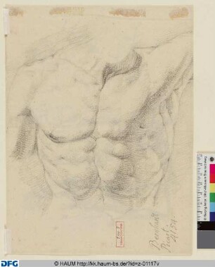 Männlicher Torso