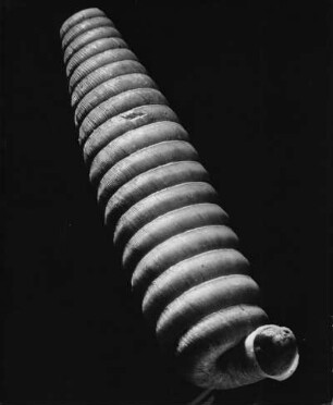 Eucalodium, Mexiko