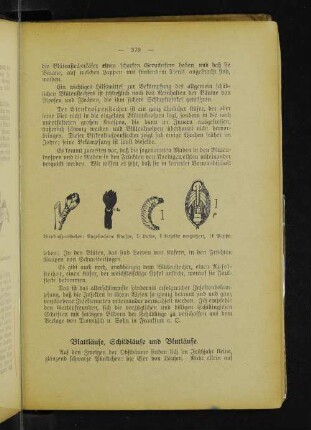 Birnknospenstecher: Angestochene Knospe, L Larve, I dieselbe vergrößert, If Puppe.