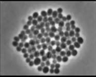 Staphylococcus aureus (syn: Micrococcus pyogenes) - Vermehrung und Kolonienbildung