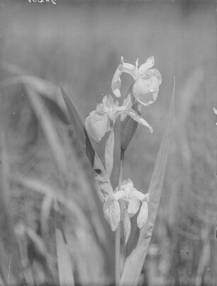 Sumpf-Schwertlilie : Sumpf-Schwertlilie (Iris pseudacorus Linnaeus), auch als Wasser-Schwertlilie bekannt.