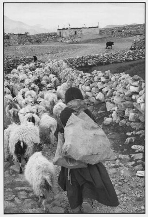 Ladakh. Bäuerin treibt ihre Ziegenherde ins Dorf