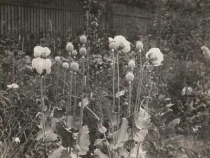 Schlafmohn (Papaver somniferum L. )