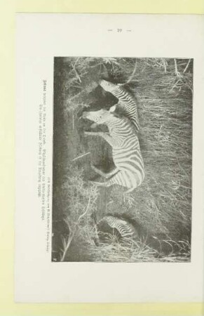 Zebras