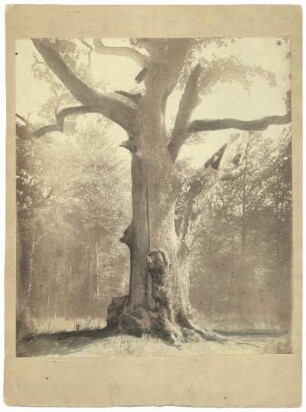 Baum