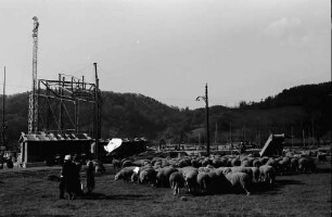 Freiburg: Weidende Schafe vor Baustelle Stadthalle