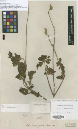 Achyranthes aspera L.
