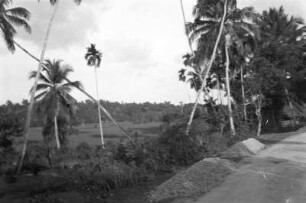 Kandy Road bei Colombo (Deutsche Indien-Expedition 1926/1929 - 1. Sri Lanka)