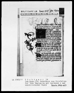 Gebetbuch aus Zwiefalten — Initiale A mit anschließender Ranke, Folio 160verso
