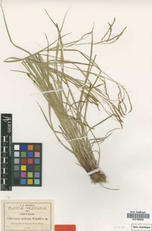 Carex perlong Fernald [type]