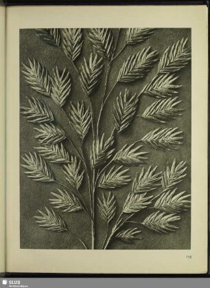 Uniola latifolia. Schwingelgras. Ährchen in 2½facher Vergrößerung