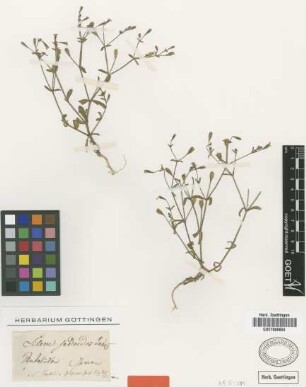 Silene pentelica Boiss. [type]
