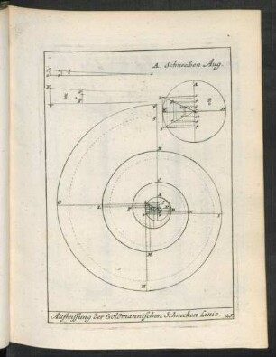 25. Aufreissung der Goldmannischen Schnecken Linie