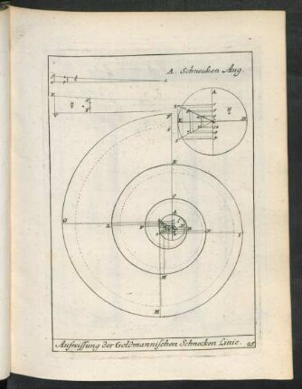 25. Aufreissung der Goldmannischen Schnecken Linie