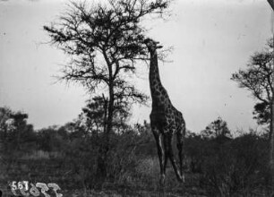 Giraffe : Giraffe in Savanne