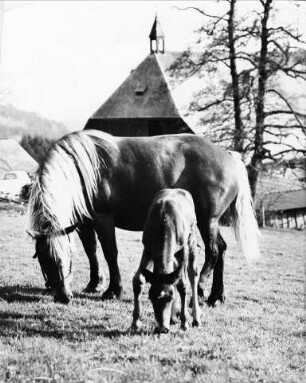 Pferd mit Fohlen