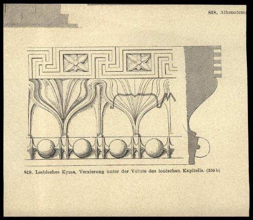 Abbildung Lesbisches Kyma