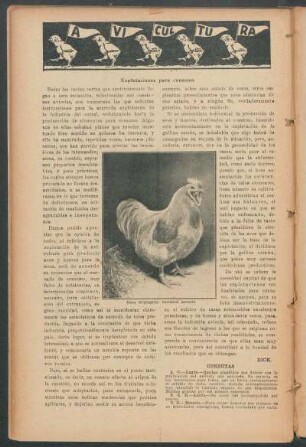 Avicultura : Explotaciones para consumo