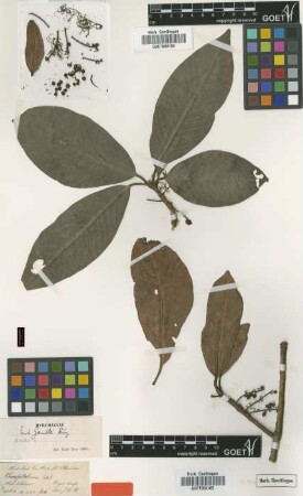 Embelia gamblei Kurz ex C.B.Clarke