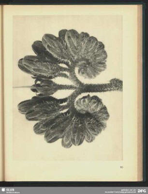 Symphytum officinale