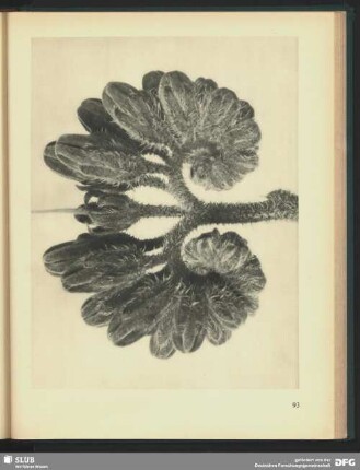 Symphytum officinale