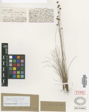 Scirpus hirtus Griseb. [holotype]