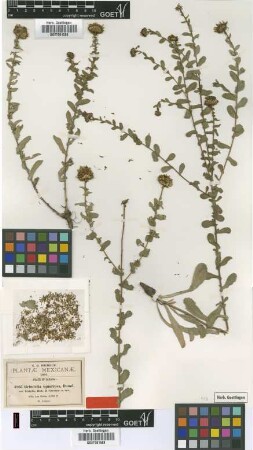 Grindelia squarrosa Dunal var. hirtella B.L.Rob. & Greenm.[type]