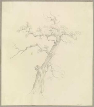 Nahezu abgestorbener Baum
