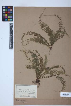 Asplenium spec.