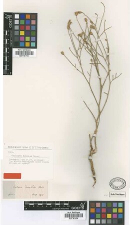 Centaurea dumulosa Boiss. [isotype]