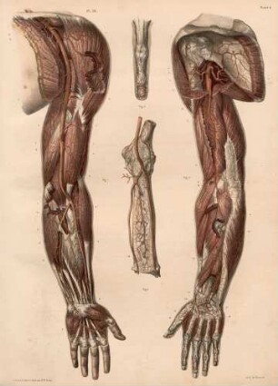 Arterien des Arms
