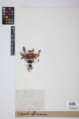 Ceterach officinarum DC.
